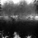 Downed_Tree,_Glenside_Pond,_January_2005