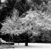 Snow_Covered_Apple_Tree_January_1995