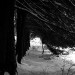 Snowstorm_and_Hemlocks,_Along_Glenside_Pond,_March_1993