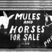 Mules_and_Horses_For_Sale_along_FM_16_near_Starrville,_Texas_December_1970