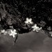 Mountain_Laurel_Blossoms_1,_in_Glenside_Pond,_May_1998