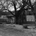 One_Room_Cabin_Country_Road_354_near_Winona,_Texas_1972